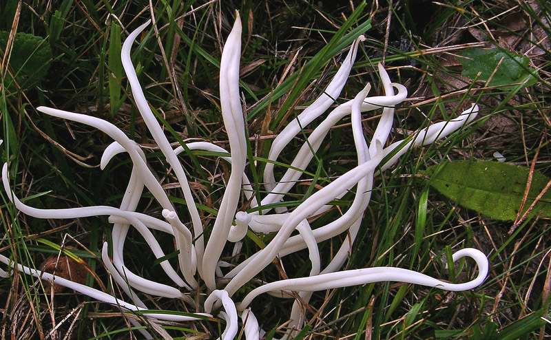 Clavaria fragilis.